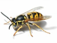 pest inspections brisbane