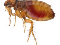 cheap pest control brisbane