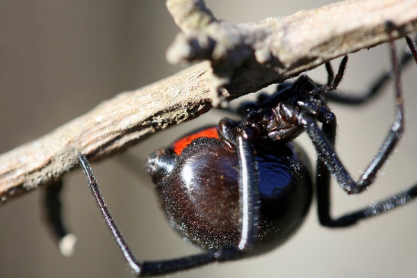 Buzzkill-Pest-Control-Red-back-spider-by-peasap-med-600x400