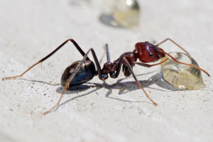 termite protection brisbane