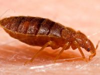 bed-bug