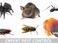pest control brisbane prices