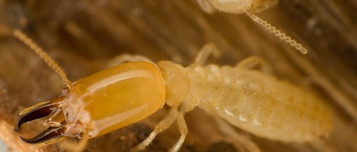 pest control brisbane