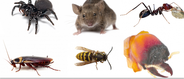 termite inspection brisbane