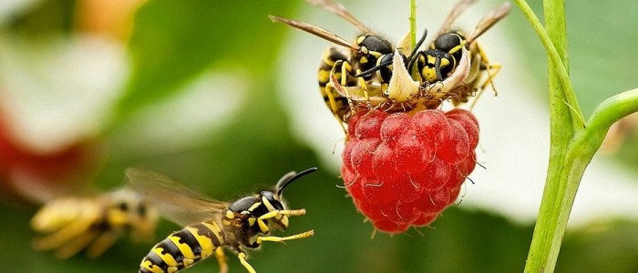 pest control brisbane reviews