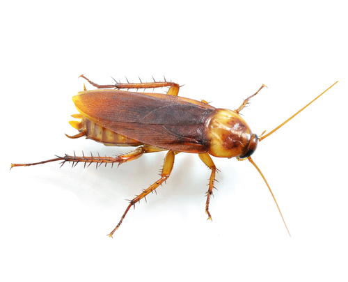 Cockroaches