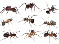 ants brisbane