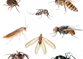 termite treatment brisbane