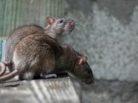 rats brisbane