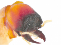 termite control brisbane