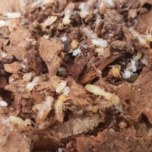 Termites